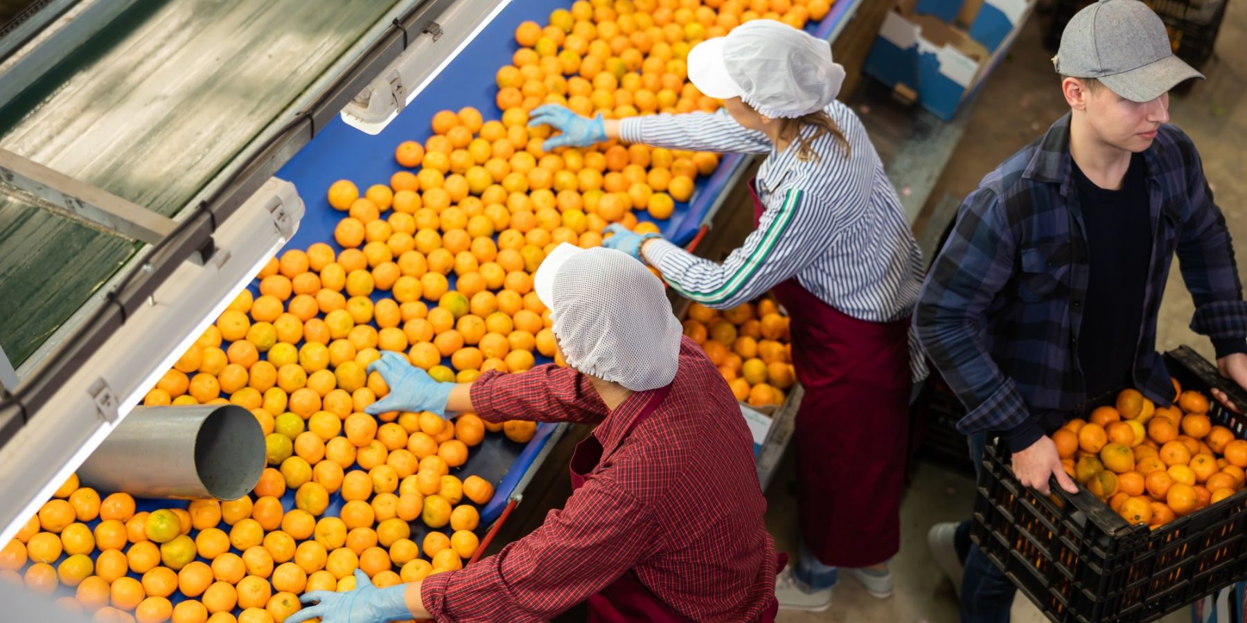 citrus-packing-workers.jpg